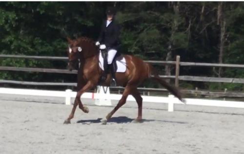 dressage horse trained to first level
